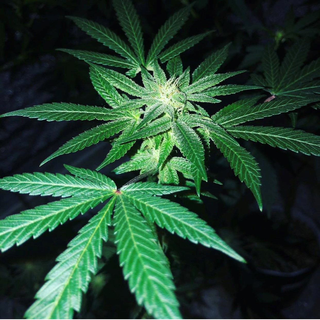 Exploration of Cannabis and Hemp- Cross-County Travel to Oregon