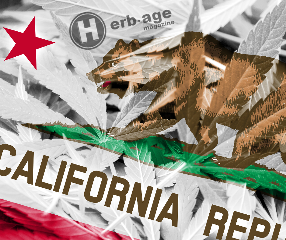 San Francisco Bay Area- Original Cannabis Strains Highlight