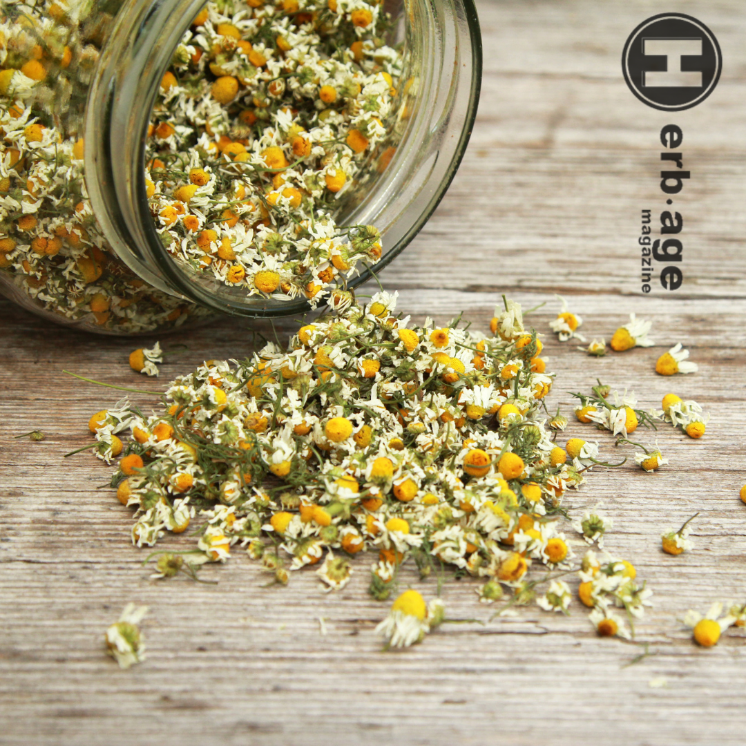 When Cannabis and Chamomile Meet- The Medicinal Benefits