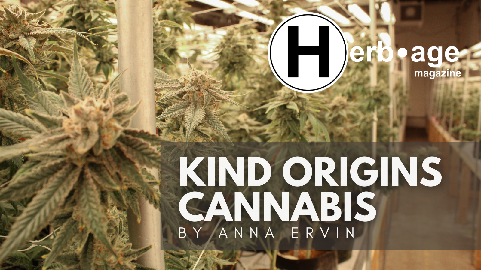 Kind Origins Cannabis