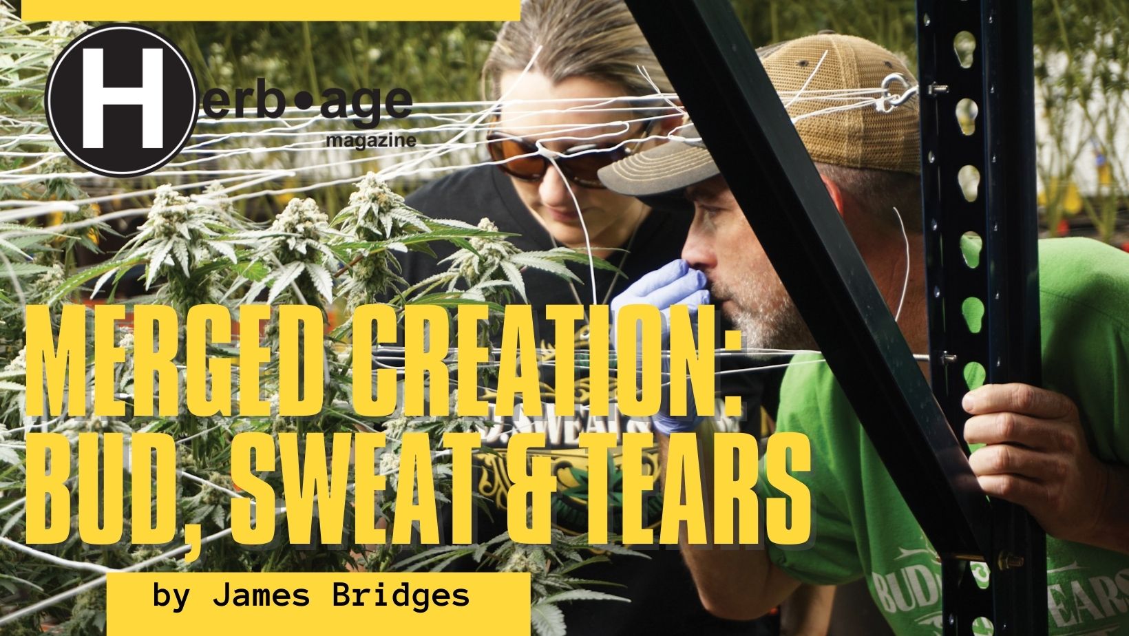 Merged Creation: Bud, Sweat & Tears