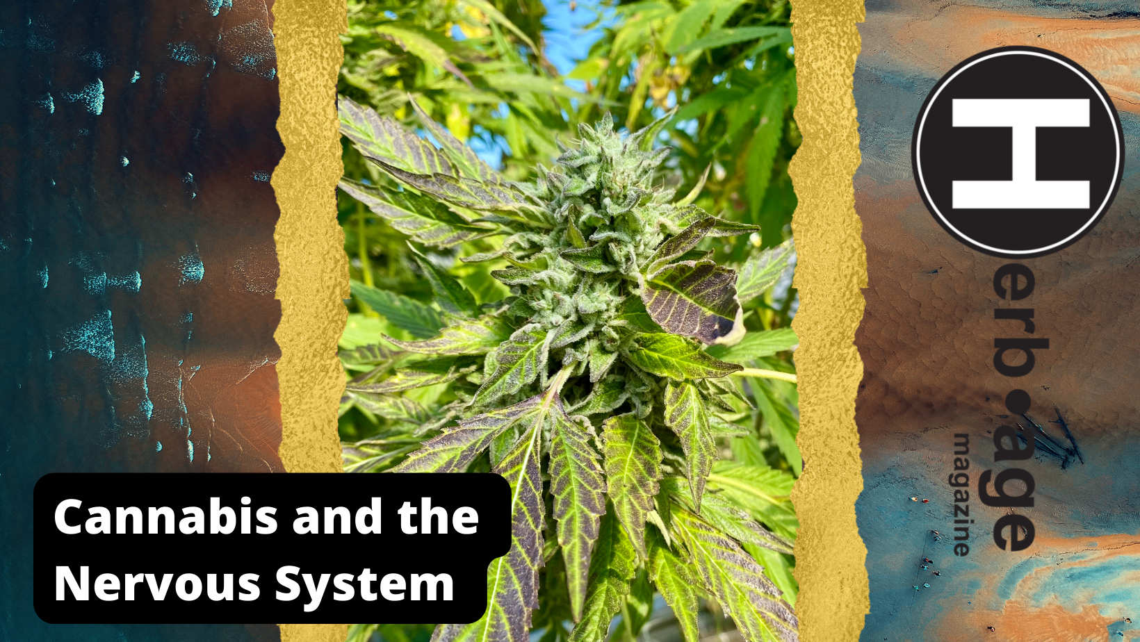 Cannabis and the Nervous System