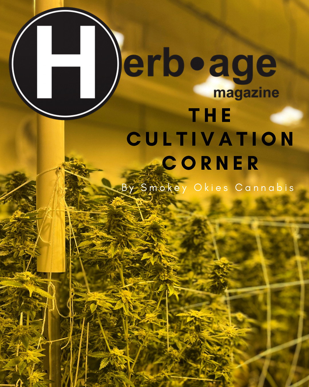 The Cultivation Corner January ‘23