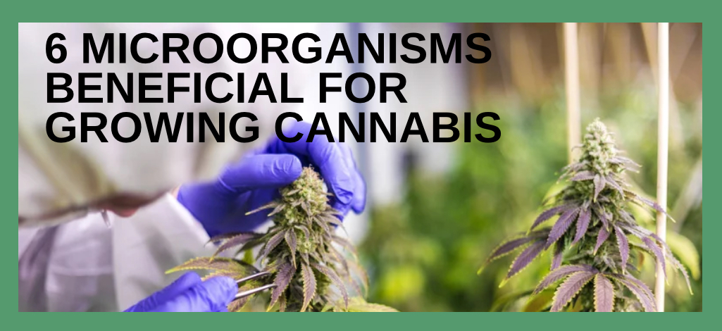 6 microorganisms beneficial for  growing cannabis